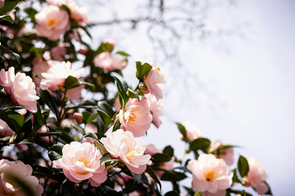Pink camellia blossoms — the flower behind traditional tsubaki and Korean dongbaek seed oil