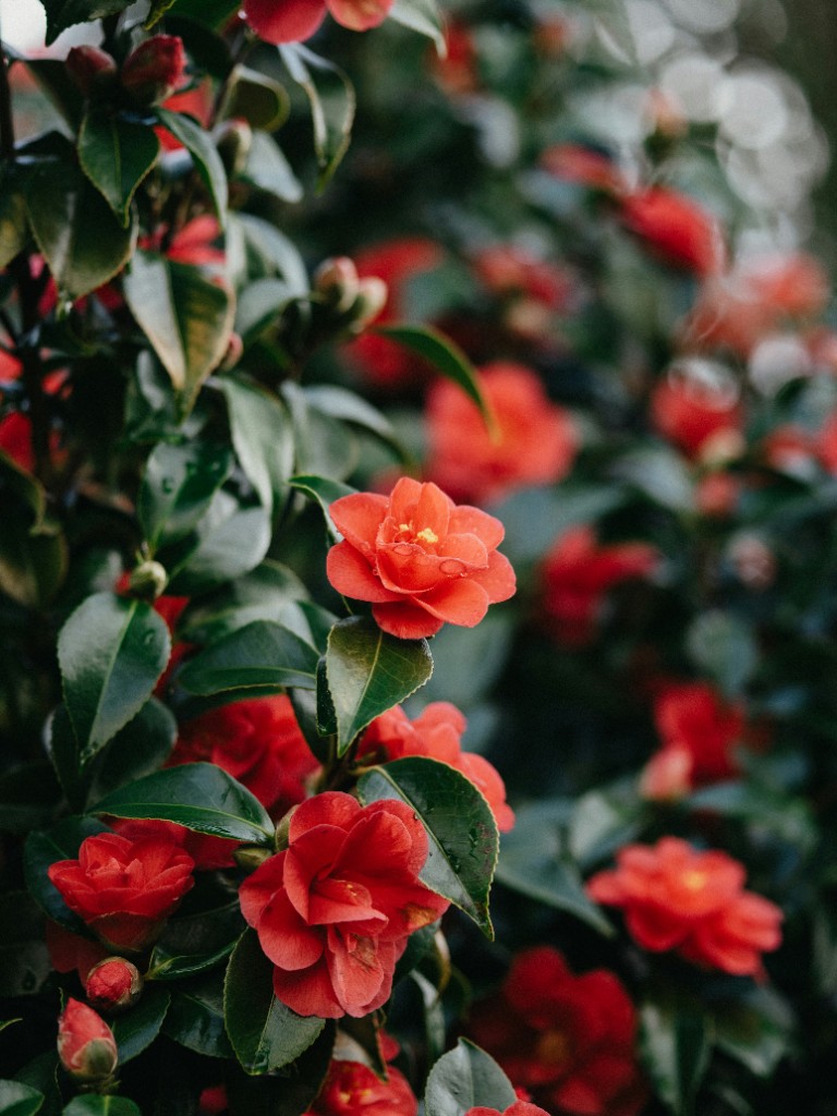 Red camellia flowers in bloom — Camellia japonica is prized in Korean and Japanese skincare
