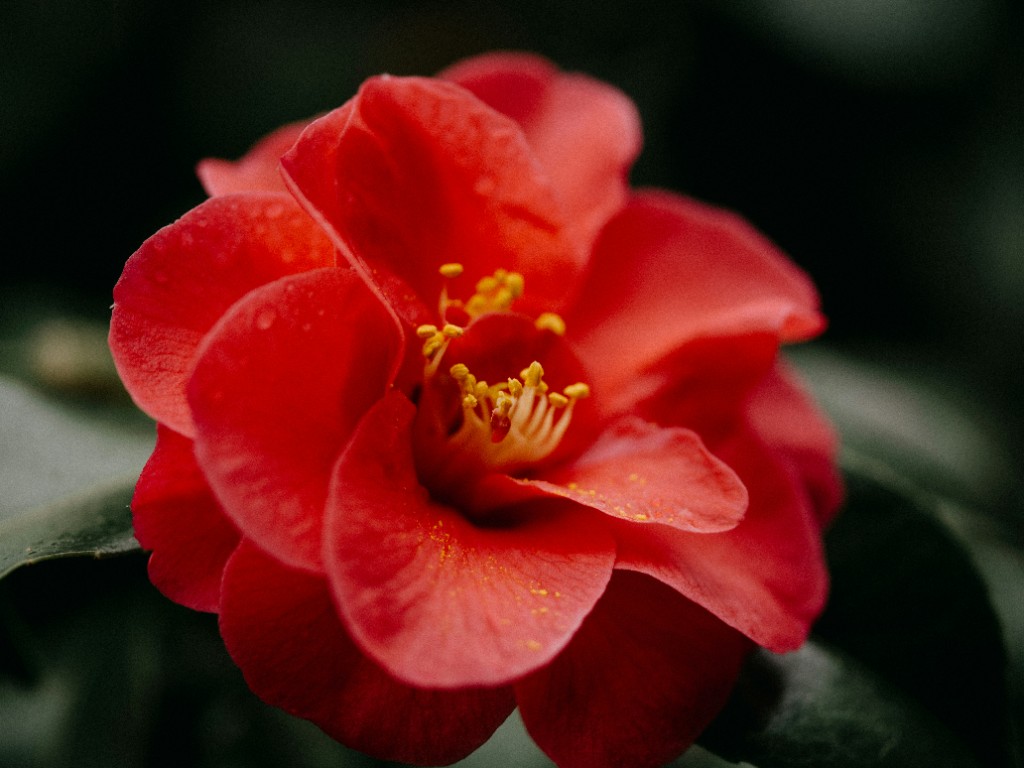 Close-up of a red camellia flower — seed oil from the plant, not the petals, is used on skin