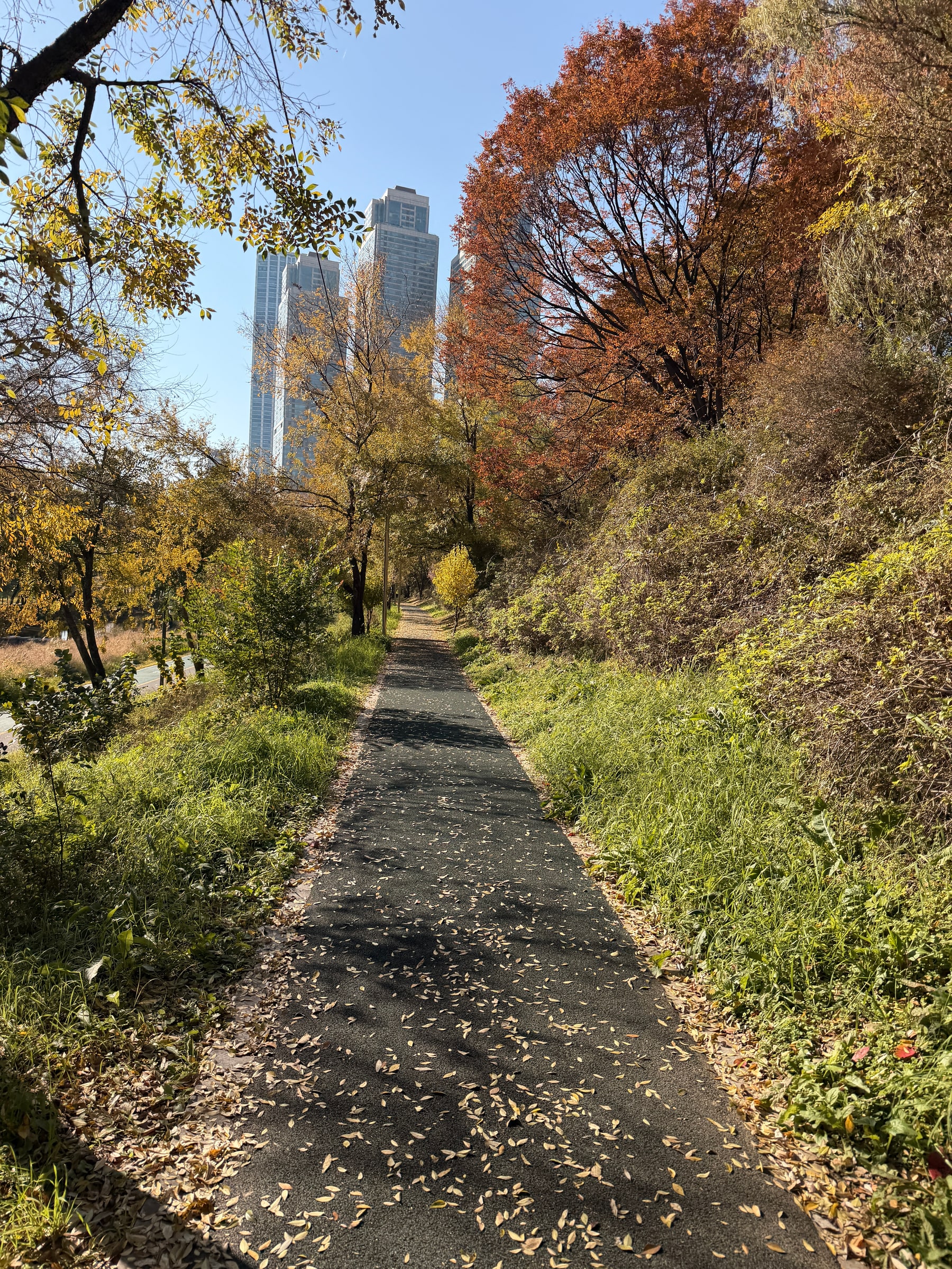 Autumn walking path along Yangjaecheon with Seocho skyline