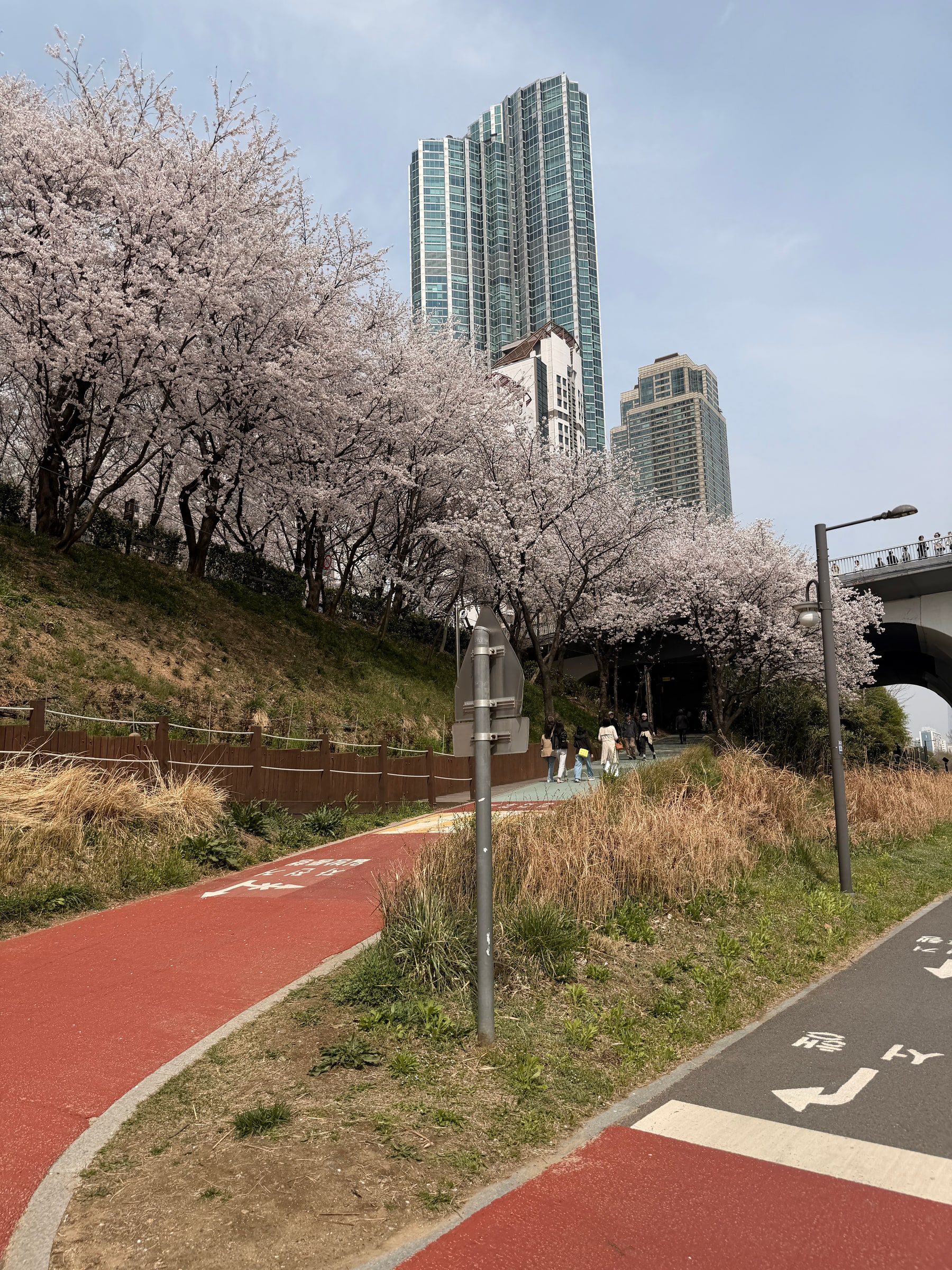 Cherry blossoms along Yangjaecheon stream, Gangnam Seoul