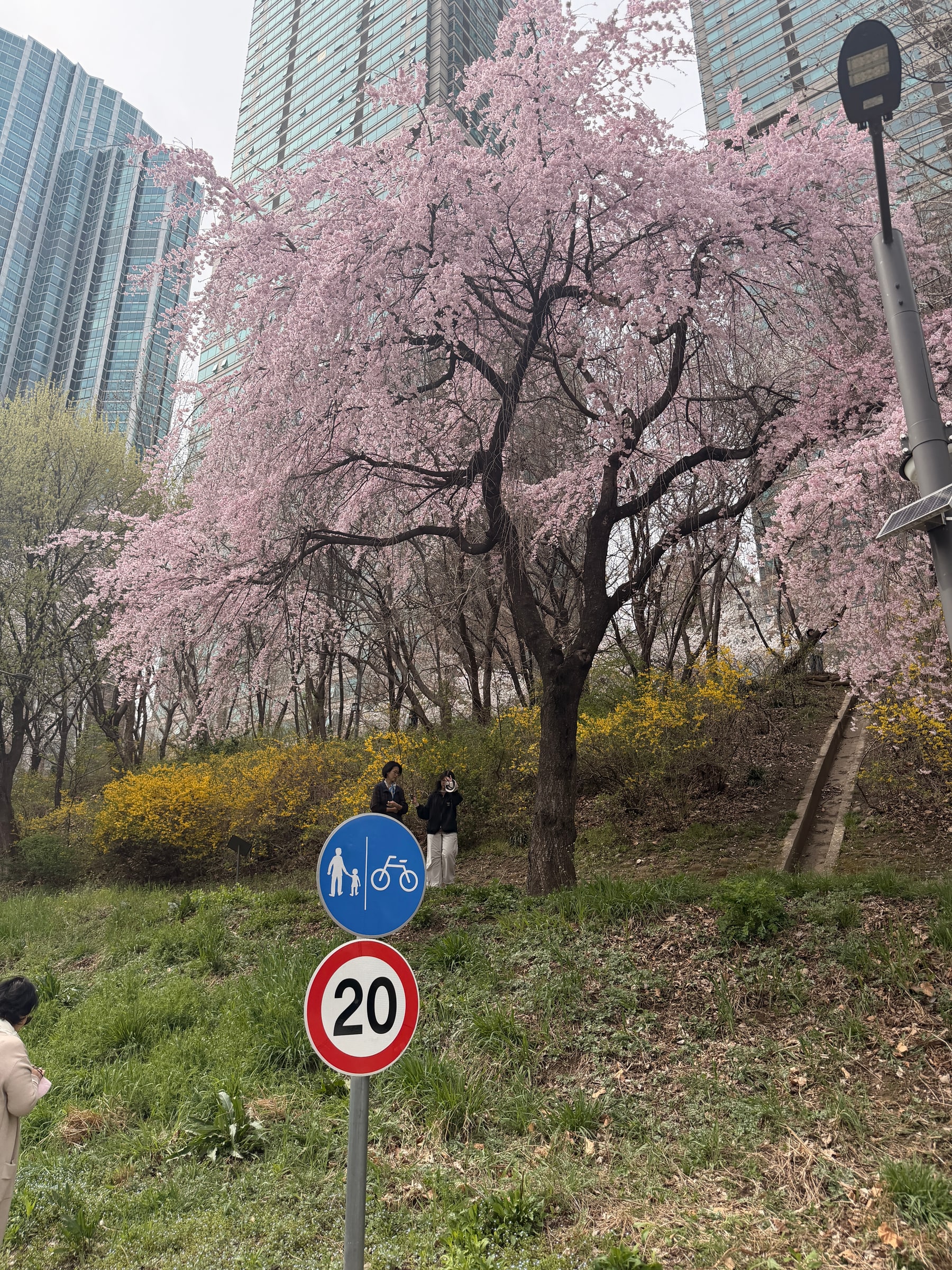 Cherry blossom tree and forsythia against Gangnam high-rises