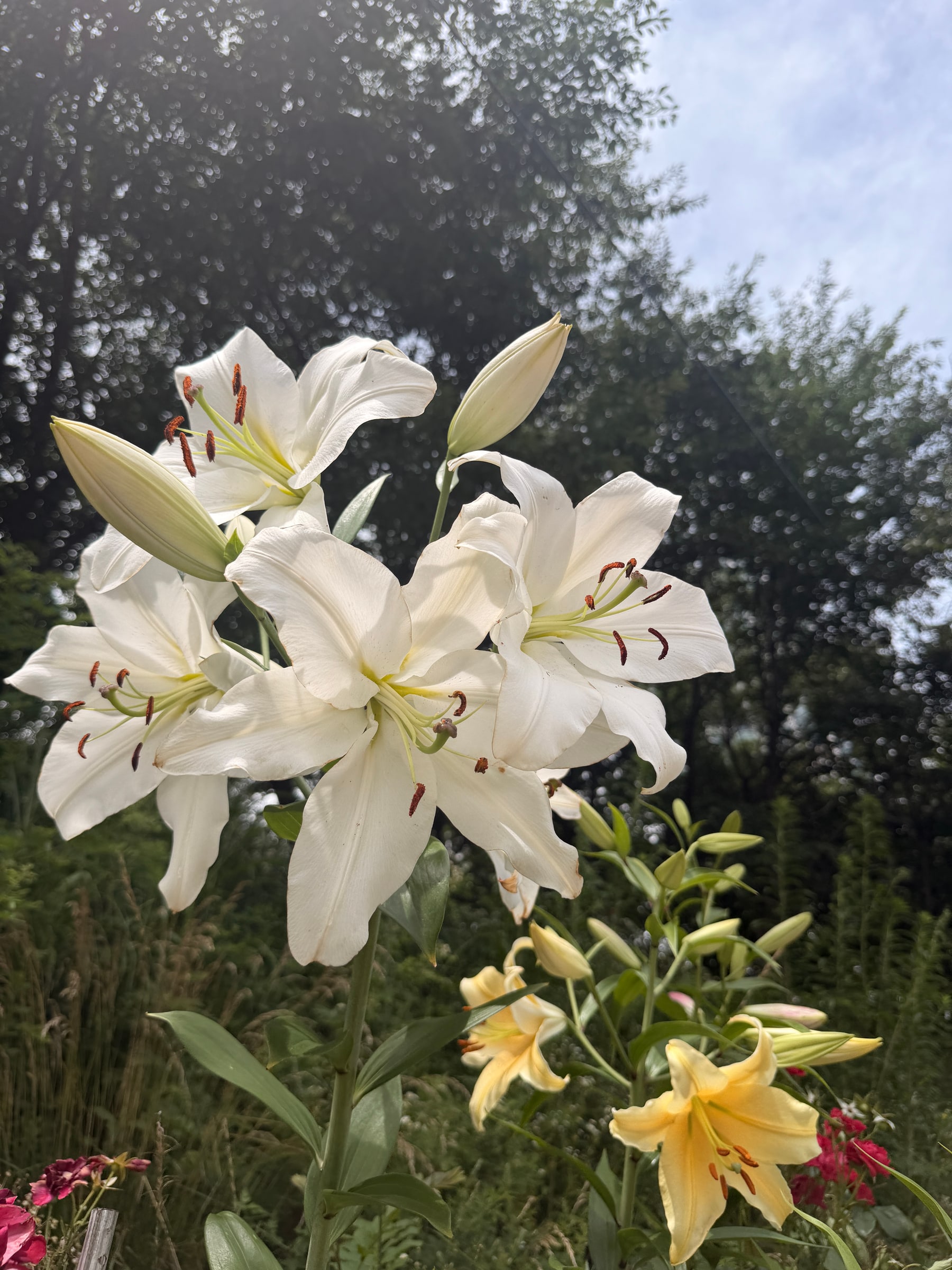 Seasonal lily flower beds along Yangjaecheon landscaping