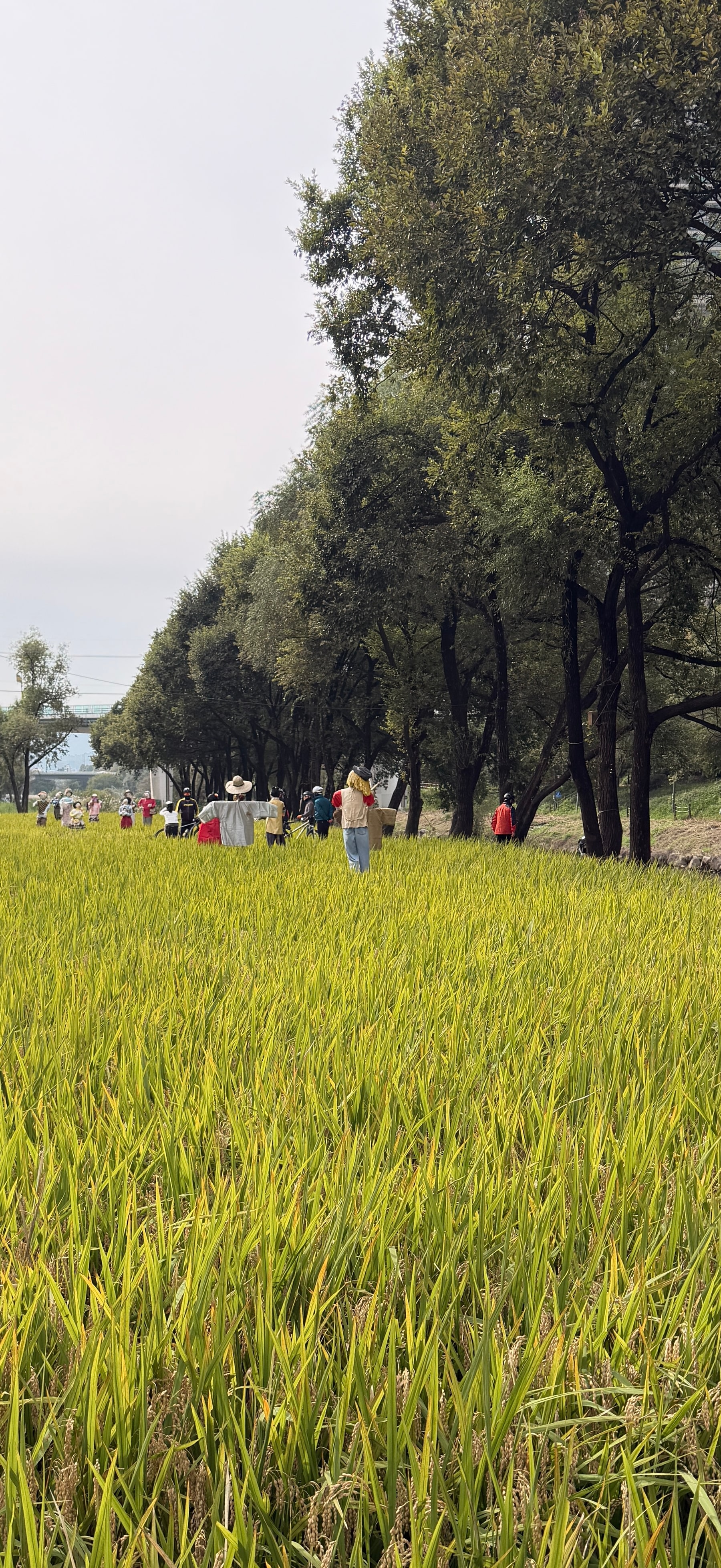 Rice-paddy scarecrows in brand clothing along Yangjaecheon